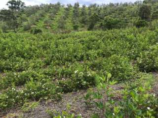 Sitio