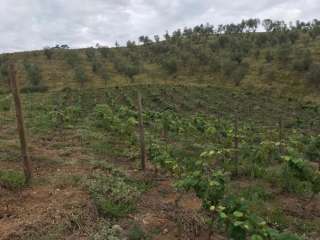 Sitio